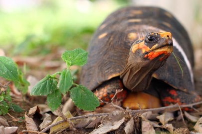 shutterstock_117304441