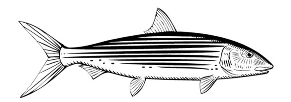 shutterstock_208495600-1