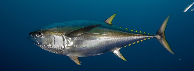 shutterstock_330743900